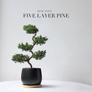 速发五层物松盆栽花卉盆景办公室内绿植四季桌面客厅植塔迁乔开业