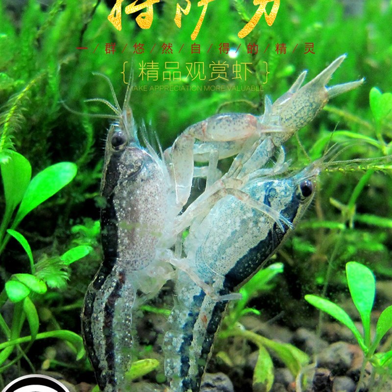 速发侏儒虾观赏淡水蓝迷橙色橘色特萨努清龙色你鳌虾水草缸小洁虾
