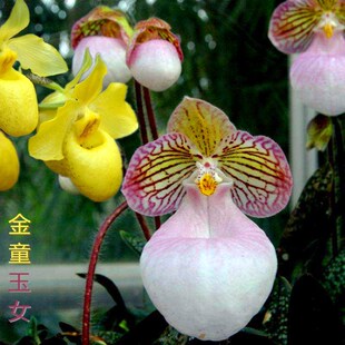 玉女兜兰 金童兜兰 硬叶兜兰 黄花粉花 兜兰 养兰花 花期很长盆栽