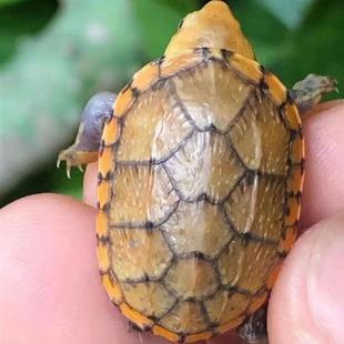 西非侧颈龟沼泽侧颈龟龟蛋龟苗受精蛋到家送孵化工具包孵化包出壳