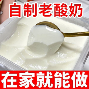 酸奶发酵菌乳酸菌粉酸奶发酵剂家用自制酸奶酵母菌粉小包装袋装