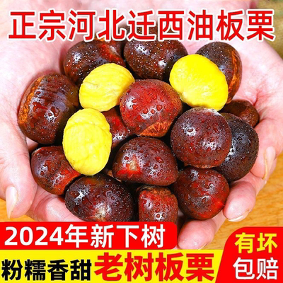 迁西板栗鲜栗子生栗子正宗野生油栗子新鲜即食结婚用品精选批发价