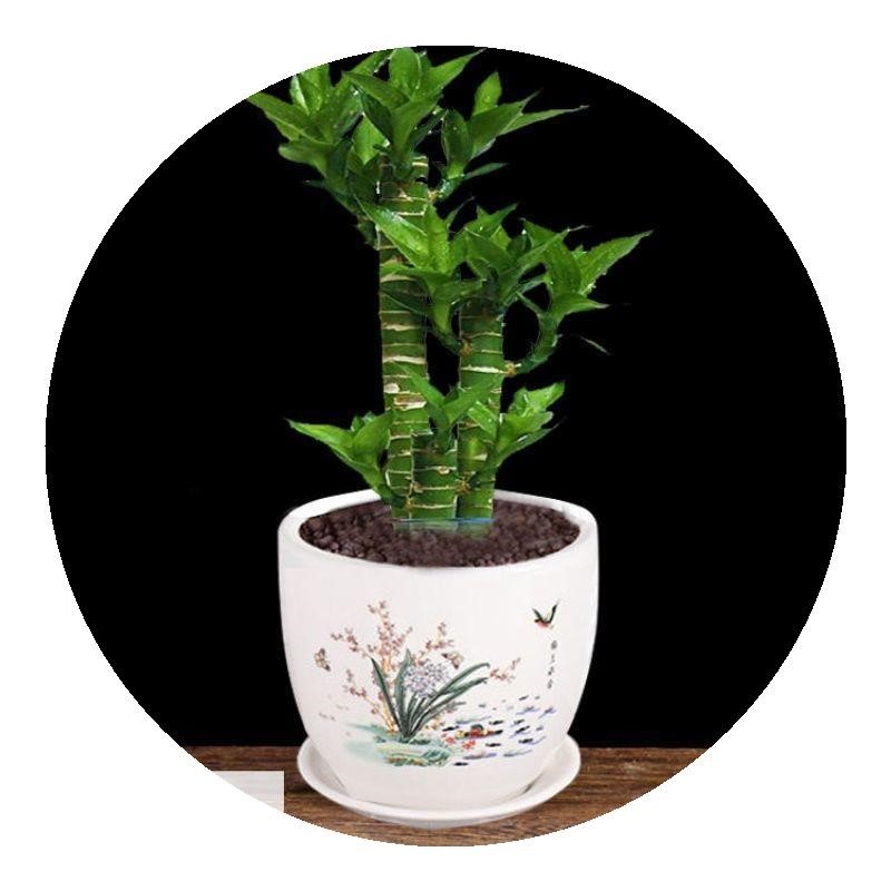 什么花好看又好养水培植物荷花竹水养盆栽室内花卉绿植文昌竹风