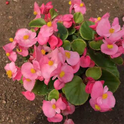 包邮海棠花盆栽花卉室内植物四季开花带花苞发耐寒好养美观海棠