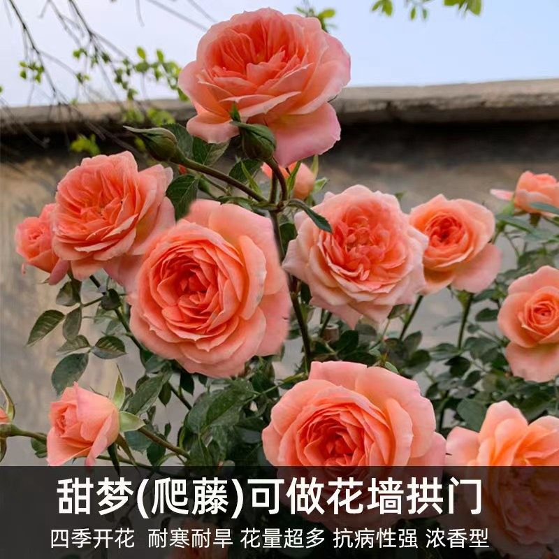 快速发货蔷薇爬藤月季花苗特大花玫瑰藤本大花卉盆栽X室外庭院植,鲜花速递/花卉仿真/绿植园艺,月季/蔷薇/玫瑰,淘宝优惠券,粉丝福利购,淘宝优惠卷