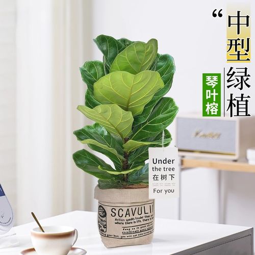 速发中大型绿植琴公榕盆栽客厅办叶室内观叶植物老桩好养活四鸟季