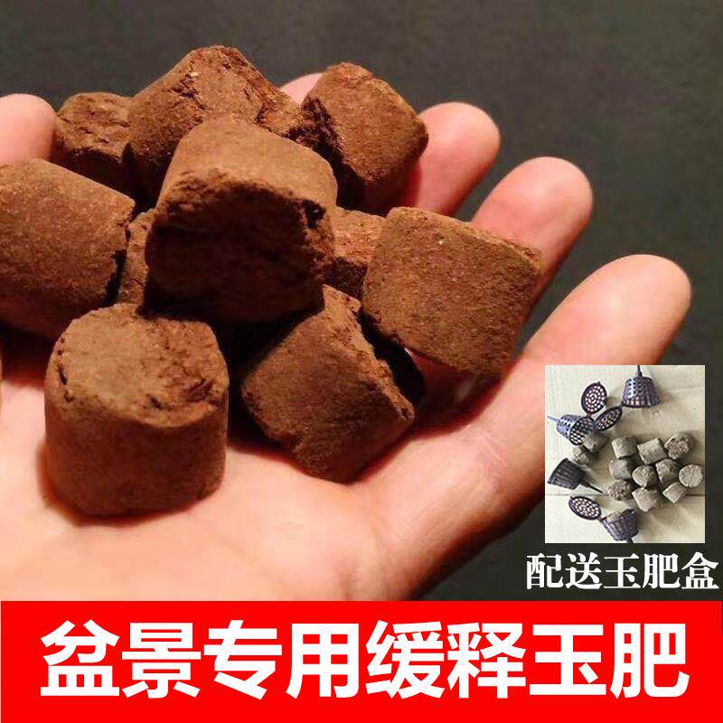 速发颗现货金发】盆景用玉肥秒撢子榆树老鸦金豆盆景施肥大【粒缓