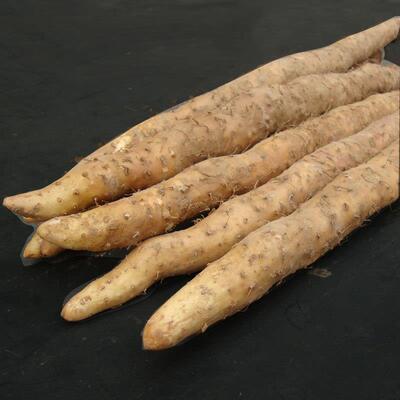 温县铁棍山药垆土怀山药新鲜粗长河南焦作铁杆铁棒淮山药武陟