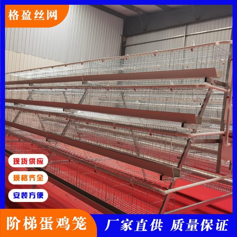 A型镀锌丝蛋鸡笼 阶梯立体式蛋鸡专用笼具 层叠养殖设备 厂家直销