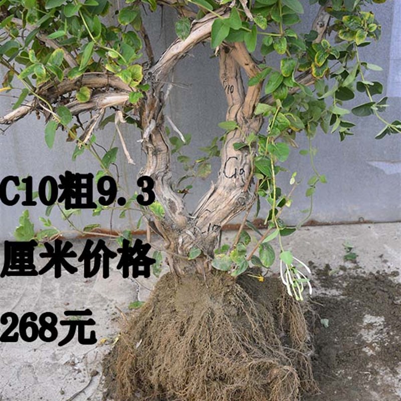 山东老王 金银花盆栽苗树苗四季常青花卉盆景树桩老桩食用药用