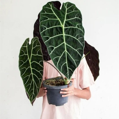 沃森海芋观音莲海芋苏拉威西剑叶海芋物网红植物绿植盆栽室内阳台