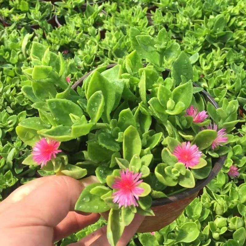 牡丹吊兰花苗带花阳台垂吊四季种植吊兰盆栽开花植物花卉穿心莲