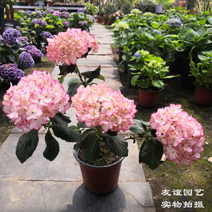 绣球花苗无尽夏八仙花观花盆栽花卉宿根植物大苗花期长带原土包邮