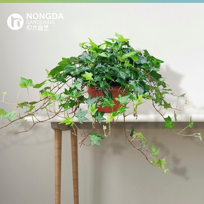 常青藤垂吊兰植物盆栽花卉常绿家装修房除苯净化空气室内金边包邮