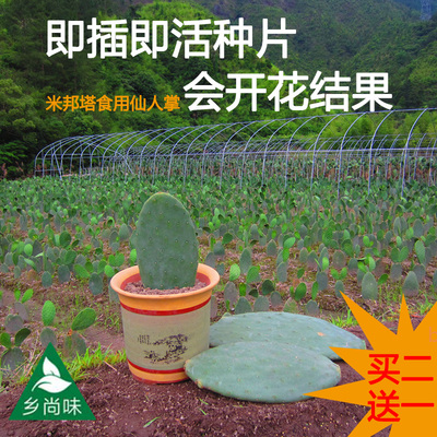 绿色多肉可食用仙人掌片扦插育苗开花植物盆栽嫁接蟹爪兰阳台家居