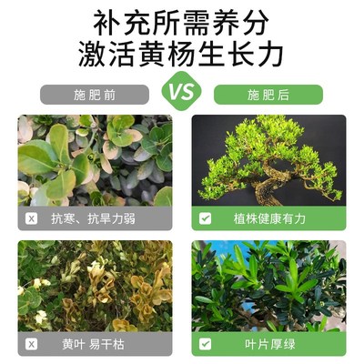 黄杨专用肥盆景肥料有机颗粒缓释盆栽营养液树苗复合雀舌绿植植物