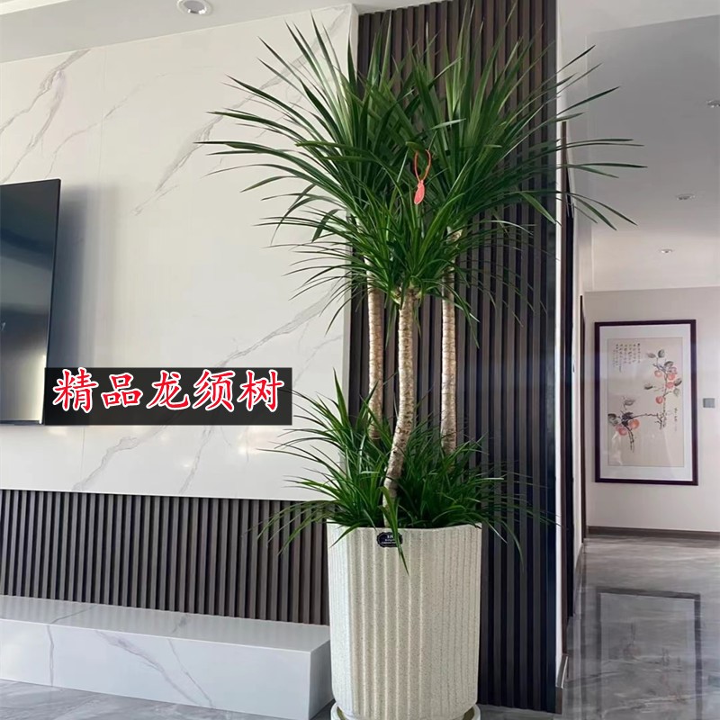 室内盆栽植物不需要阳光无需光照的适合懒人养的花房间客厅龙血树