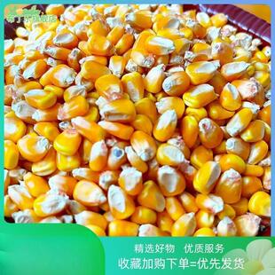山东普通农家老玉米干玉米粒杂粮酿酒磨面钓鱼打窝喂鸡鸭鹅鸽子鸟