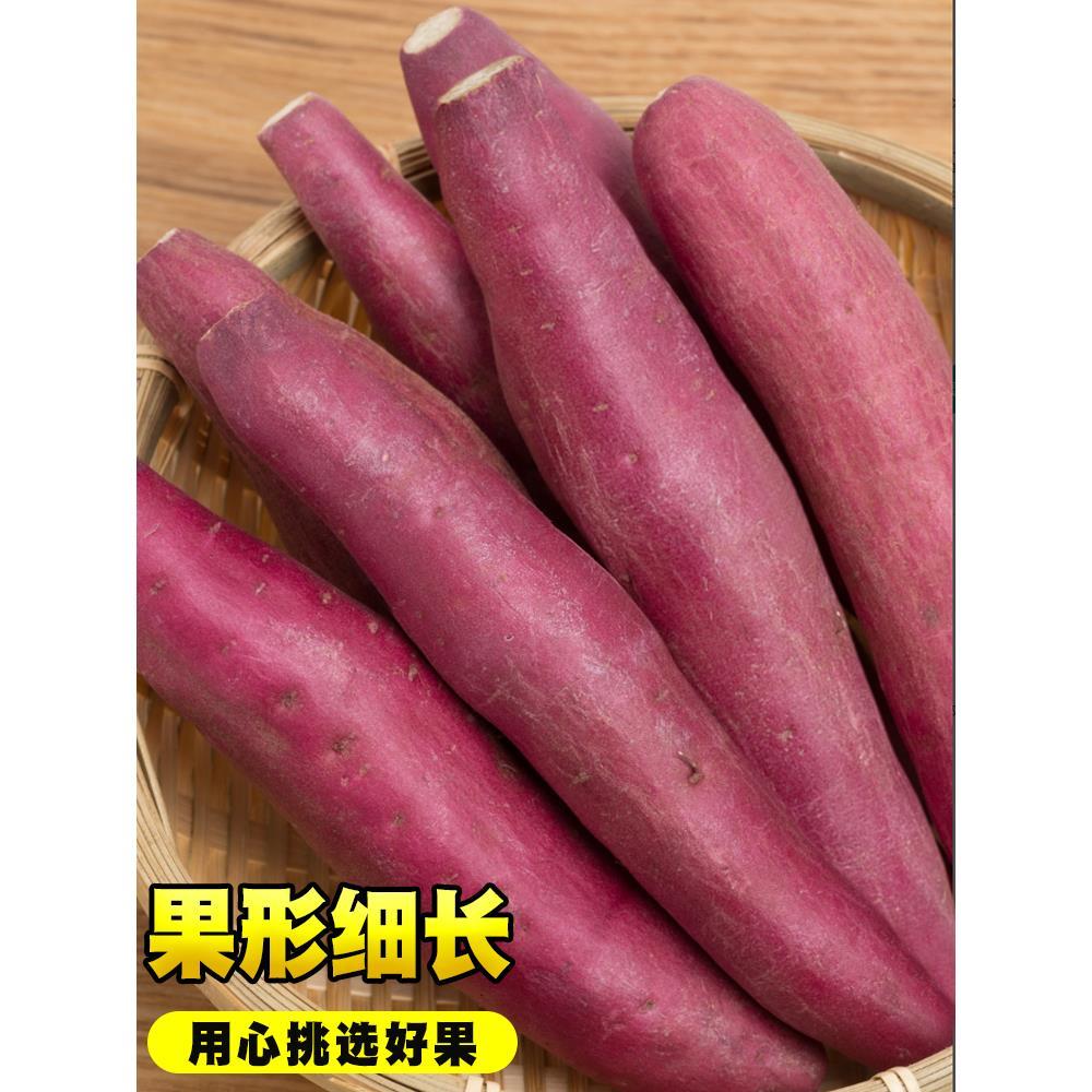 正宗陕西沙地板栗红薯新鲜农家自种黄心蜜薯香薯白心番薯糖心地瓜