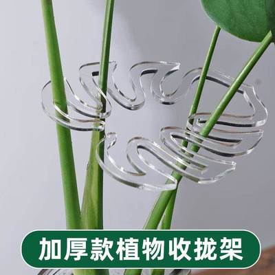 龟背竹支撑杆防倒伏支架水培植物固定器春雨富贵竹花茎枝干收拢器