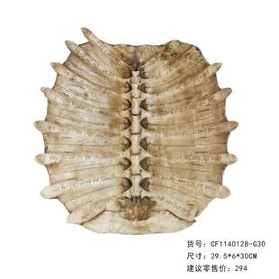 树脂仿真化石甲骨文龟壳摆件 咖啡厅酒吧壁挂墙面软装饰教学道具