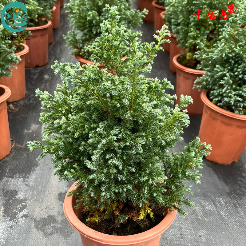 蓝色波尔瓦柏树四季常青耐旱耐寒蓝湖柏阳台盆栽皮球柏树苗旺蜂源