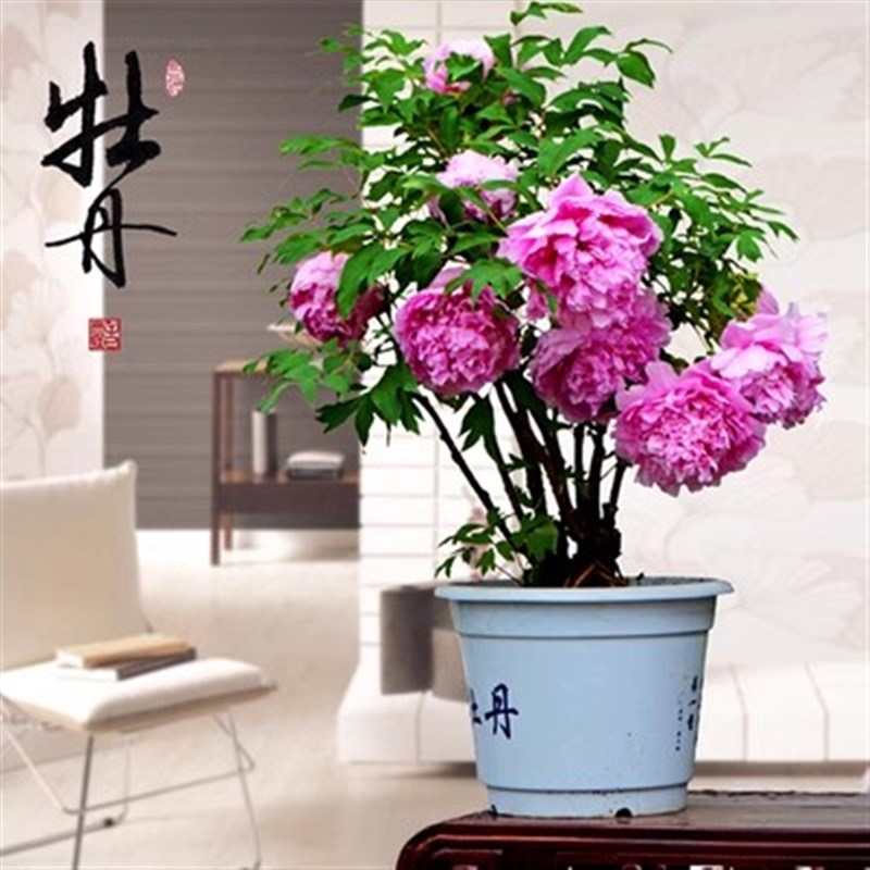 牡丹花苗洛阳盆栽正宗大苗带花苞牡丹花种耐寒重瓣花卉牡丹花树苗