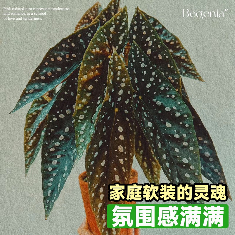 极速塞拉山王秋海棠盆栽竹节鳟鱼绿泡花卉阳台室内芋类植物四季好