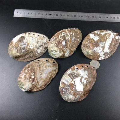 Natural Abalone Shells Seashells Home Aquarium Landscape DIY