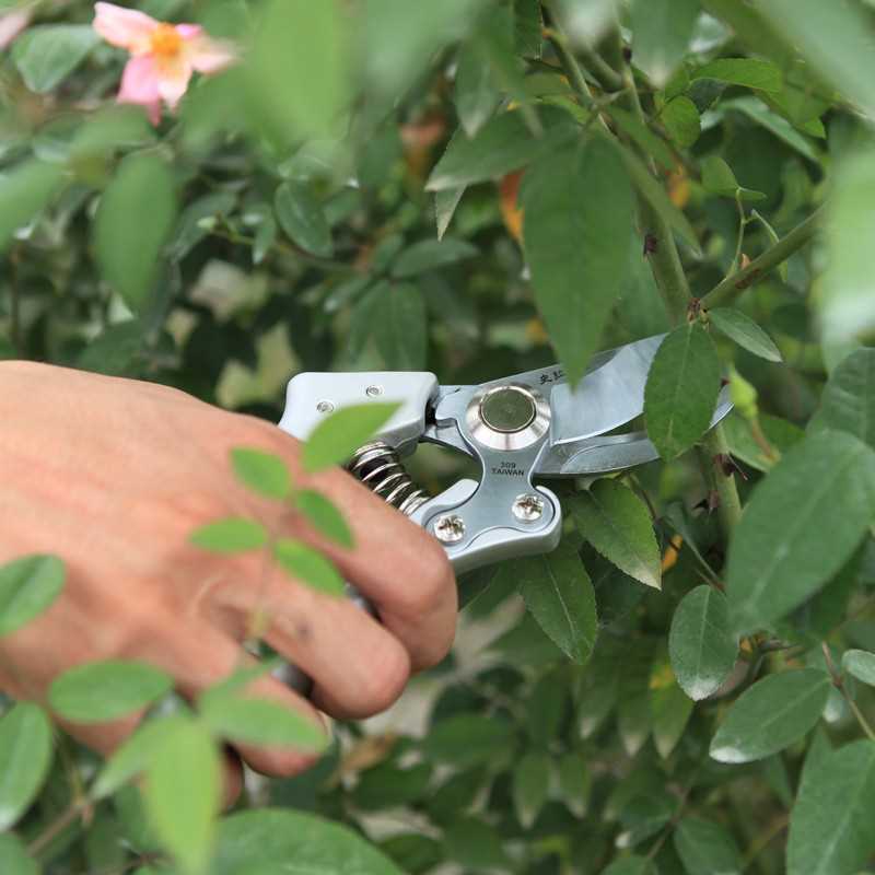 海蒂的花园修枝剪不锈钢史拉力月季绣球花木剪家庭园艺剪刀家用