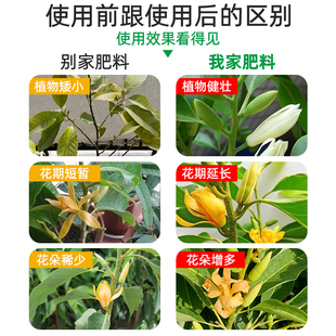 黄角兰专用肥白兰花树营养液白玉兰黄角兰肥料室内外颗粒肥有机肥