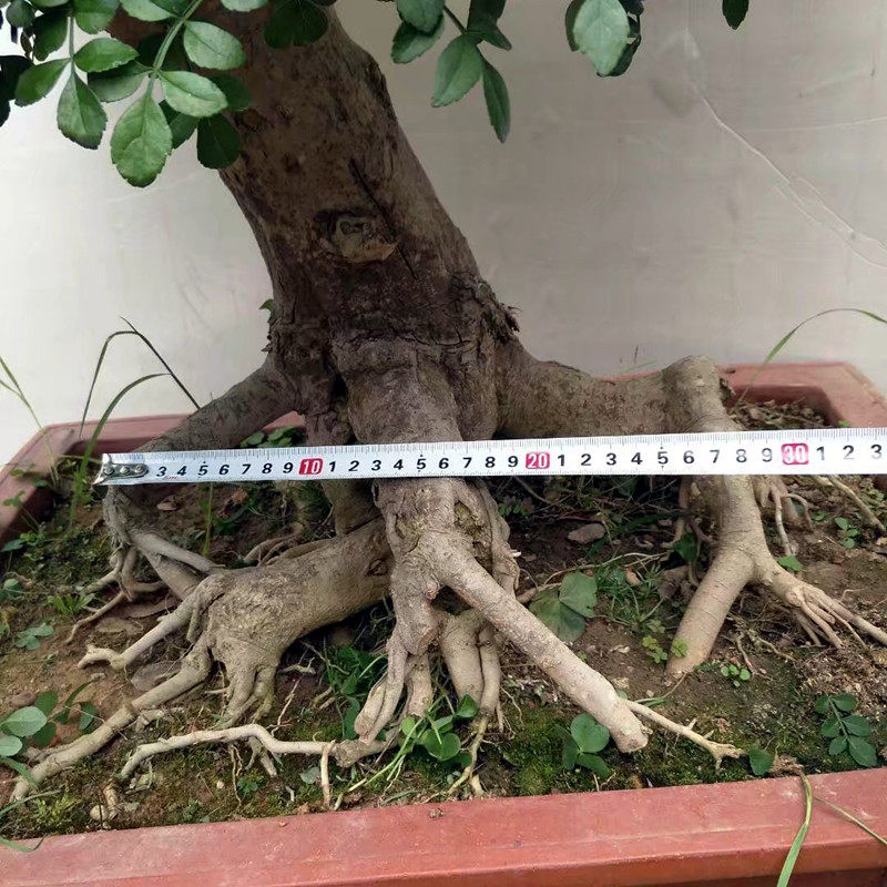 极速大型对节白蜡盆景古桩造型 老桩对接白蜡盆景树桩实物 白蜡