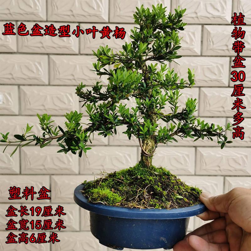 极速新原生小叶邹皮雀舌黄杨小老桩黄杨矮桩迎客罗汉松造型盆景庭