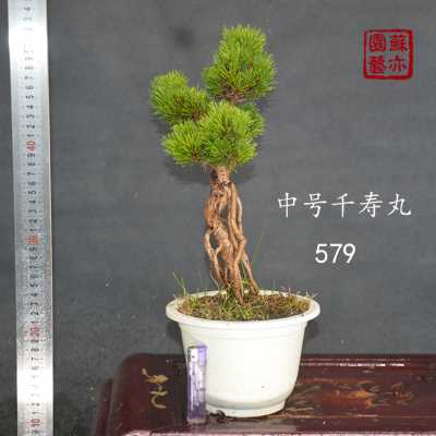 极速厂销苏亦家黑松千寿丸老桩矮霸千寿丸盆景嫁接一物一拍带盆发