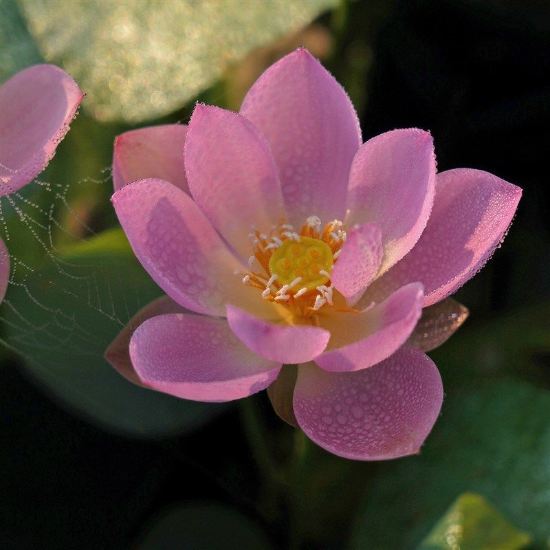 极速2021年新品【水芸羞】周劲松水生培植物微型碗莲小苗