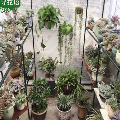 极速屋顶花园铁艺遮阳遮雨防雨大棚花架室外防腐楼顶户外庭院露天