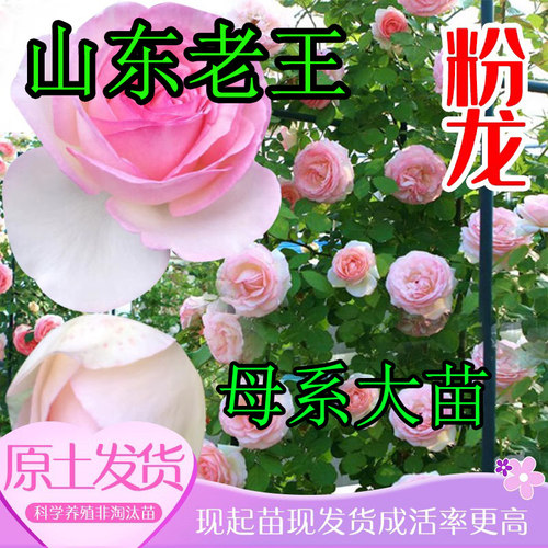 极速母系大苗大花粉色龙沙宝石爬藤月季遮阴美化四季开花