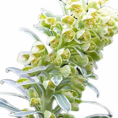 极速花叶大戟 艾斯科特彩虹塔斯马尼亚虎银天鹅 庭院阳台常绿观叶