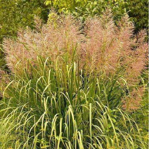 斑茅草种子草京芒草京羽茅斑叶芒大密芭茅草花园庭院观赏草籽沙培