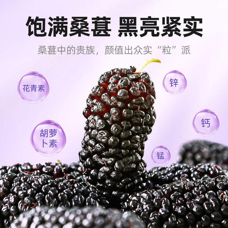 杞里香桑葚干攀枝花桑葚干200g瓶装黑桑葚手选桑椹干花果茶