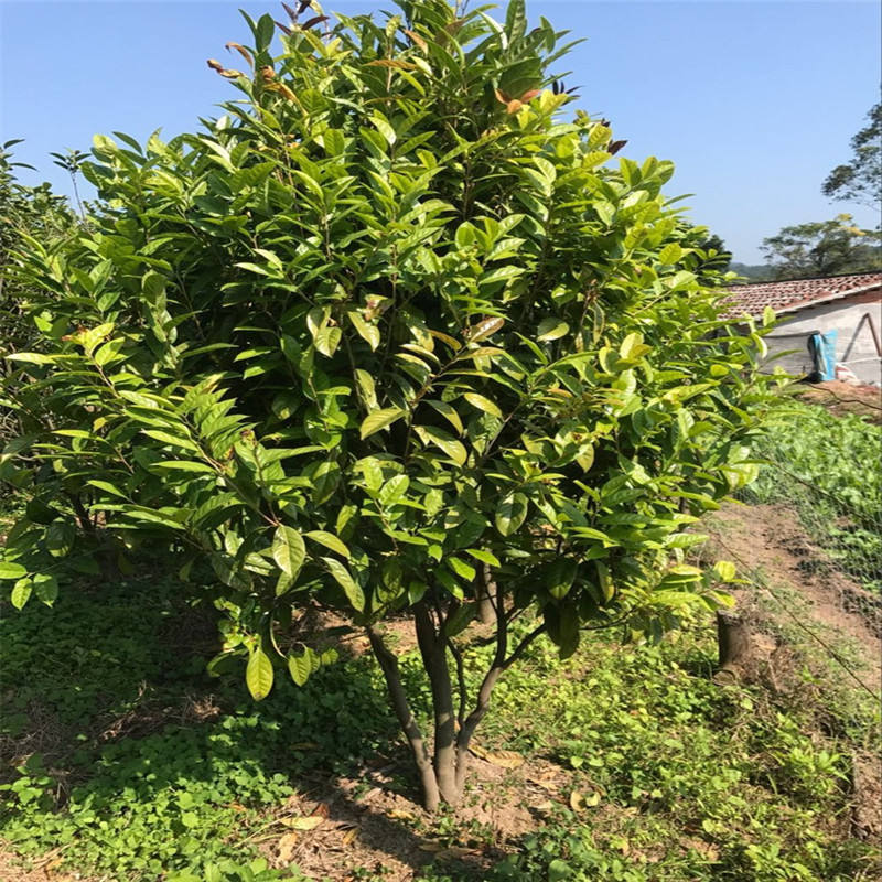 业之欣基地金花茶树苗别墅庭院