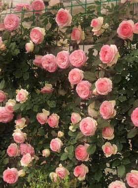 极速四季种植开 花蔷薇花苗藤本月季爬藤植物庭院阳台玫瑰花盆栽