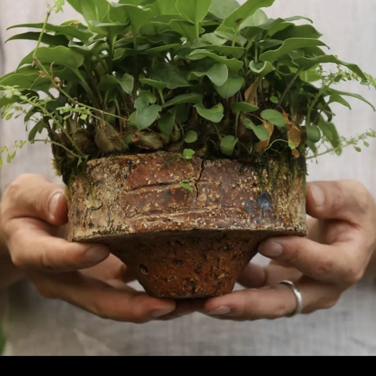 花盆陶瓷 盆景古风中式中国风水培花盆景德镇宋代匣钵包老包真