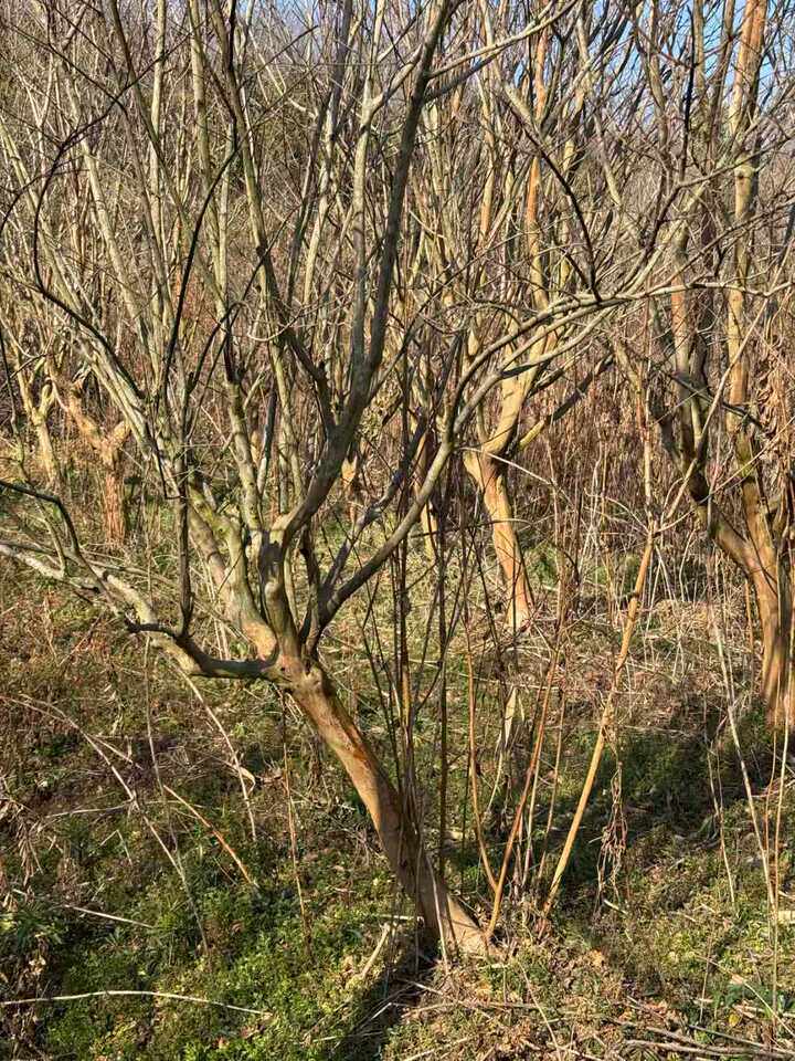 （破）位于宁波市奉化区裘村镇曹村曹四畈及前山弄合计6302株花木