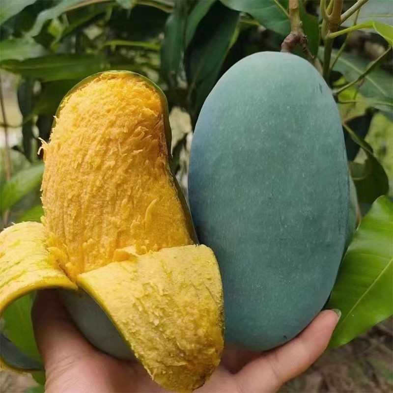 广西百色田东桂七芒新鲜当季水果青芒果带箱10斤5斤大果贵七香芒