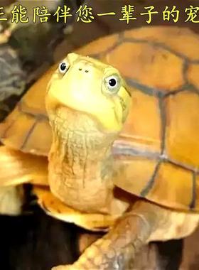 纯正黄喉拟水龟皖南种三黄小青龟石金钱龟苗活物小宠物乌龟发财龟