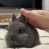 侏儒烟灰兔子活物迷你凤眼小型茶杯兔长不大儿童宠物荷兰兔子活体