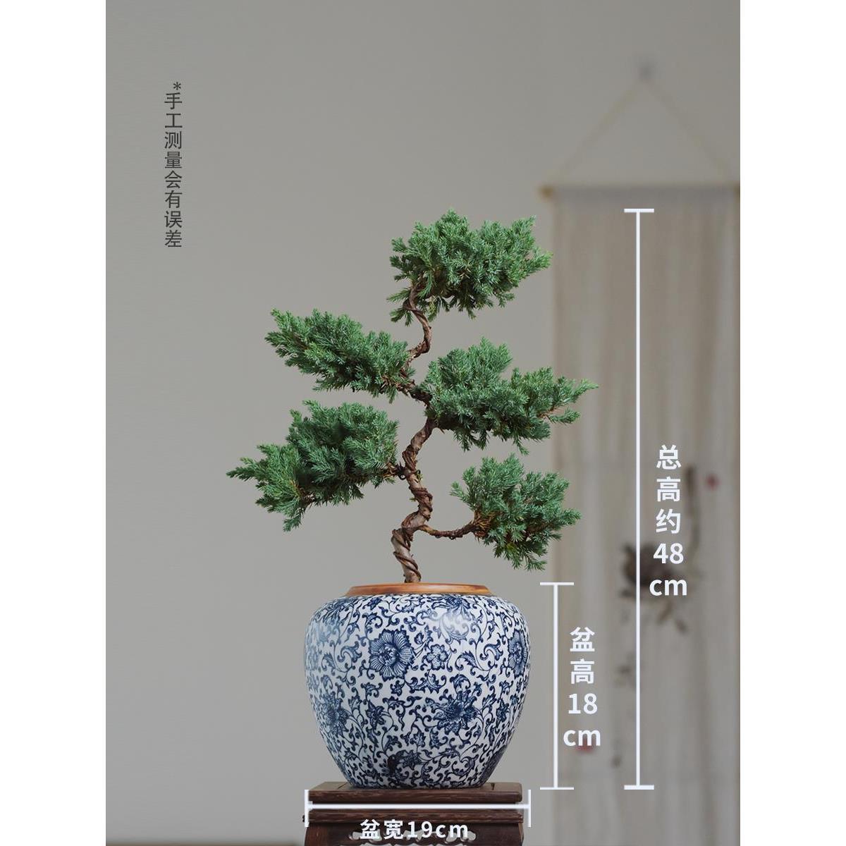 春天到家 中式盆景五层塔松室内绿植盆栽客厅装饰送礼好养植物