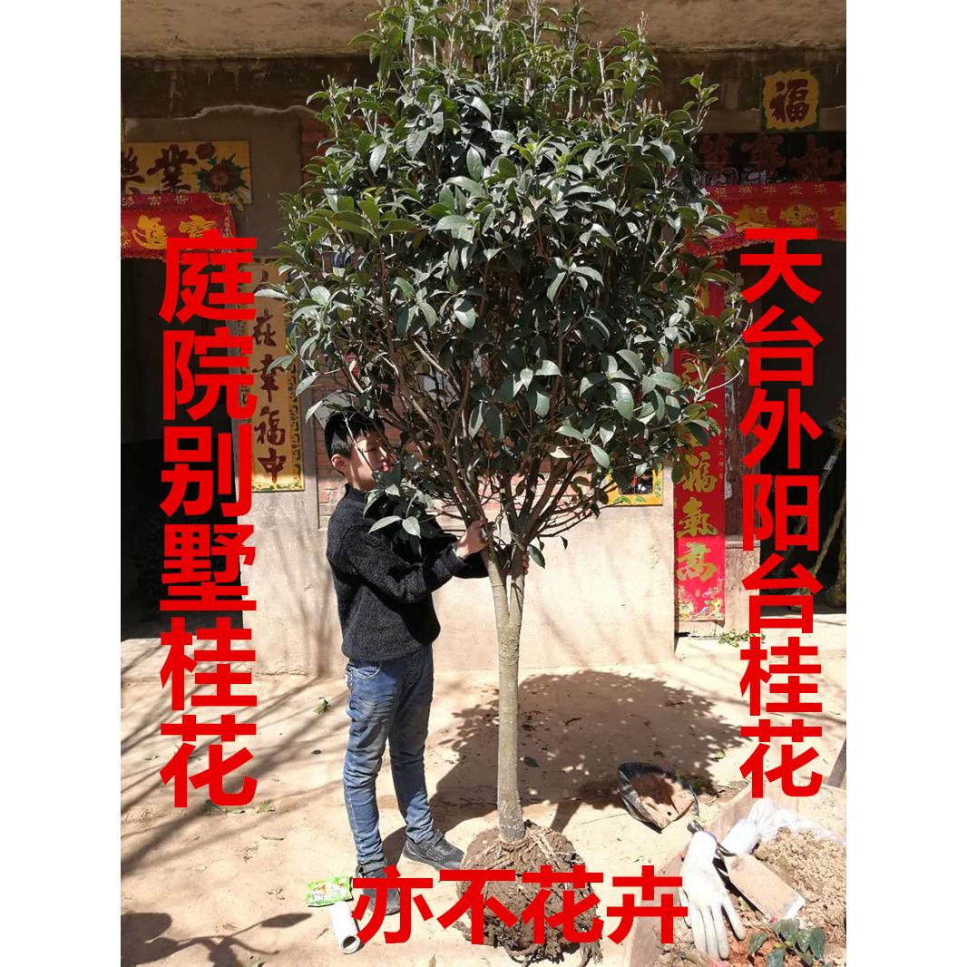 桂花树苗金桂丹桂沉香桂四季桂庭院桂花树苗原生桂花盆栽四季开花