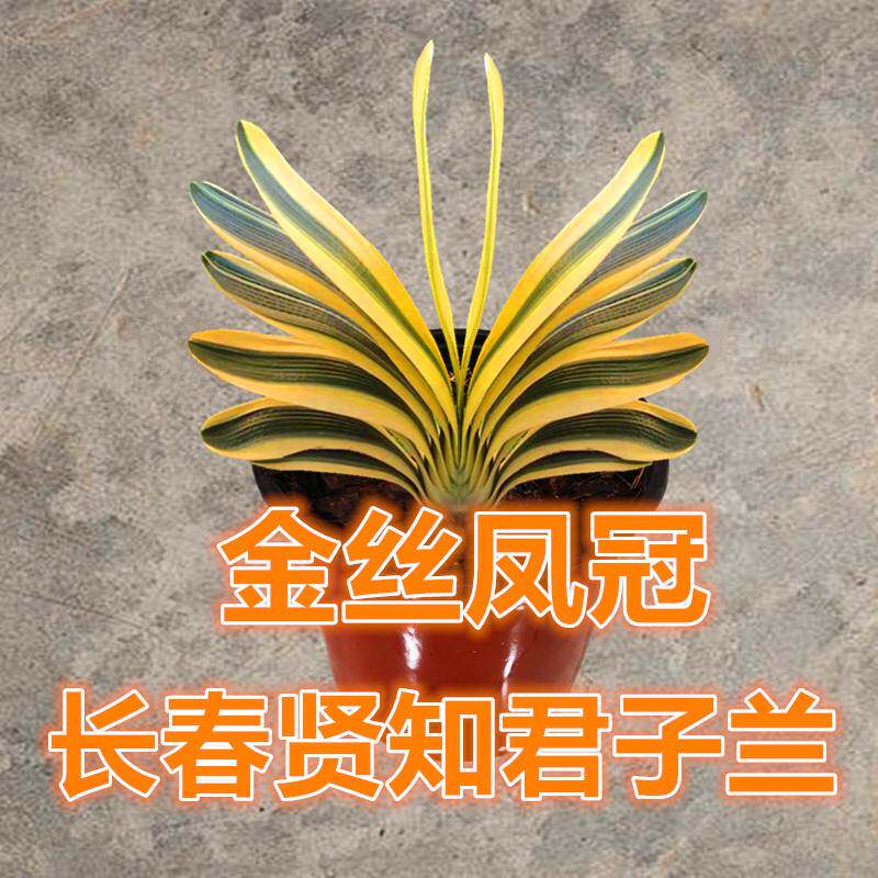 长春新款阳台君子兰国宝级金镶玉福伦彩鸳鸯一线天小苗金丝彩盆栽